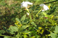 Jasminum grandiflorum